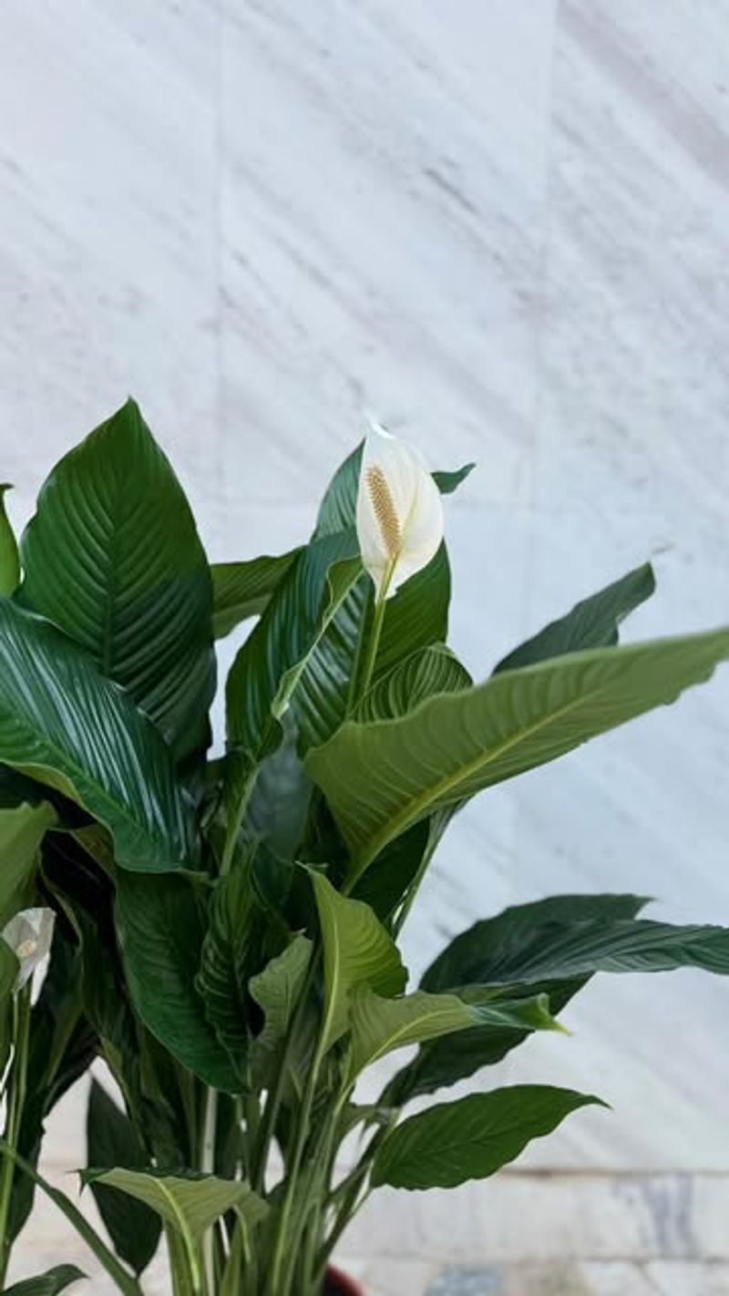 Peace Lily (Spathiphyllum)
