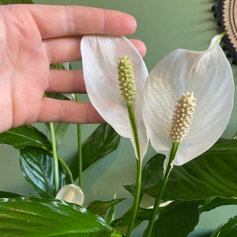 Peace Lily (Spathiphyllum)