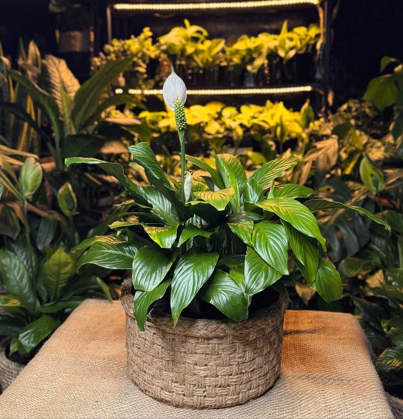 Peace Lily (Spathiphyllum)