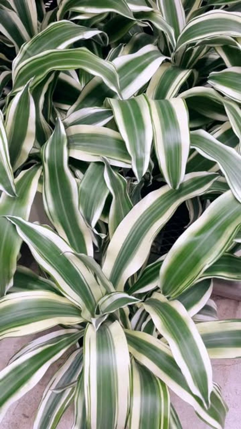 Dracaena (Dracaena spp.)