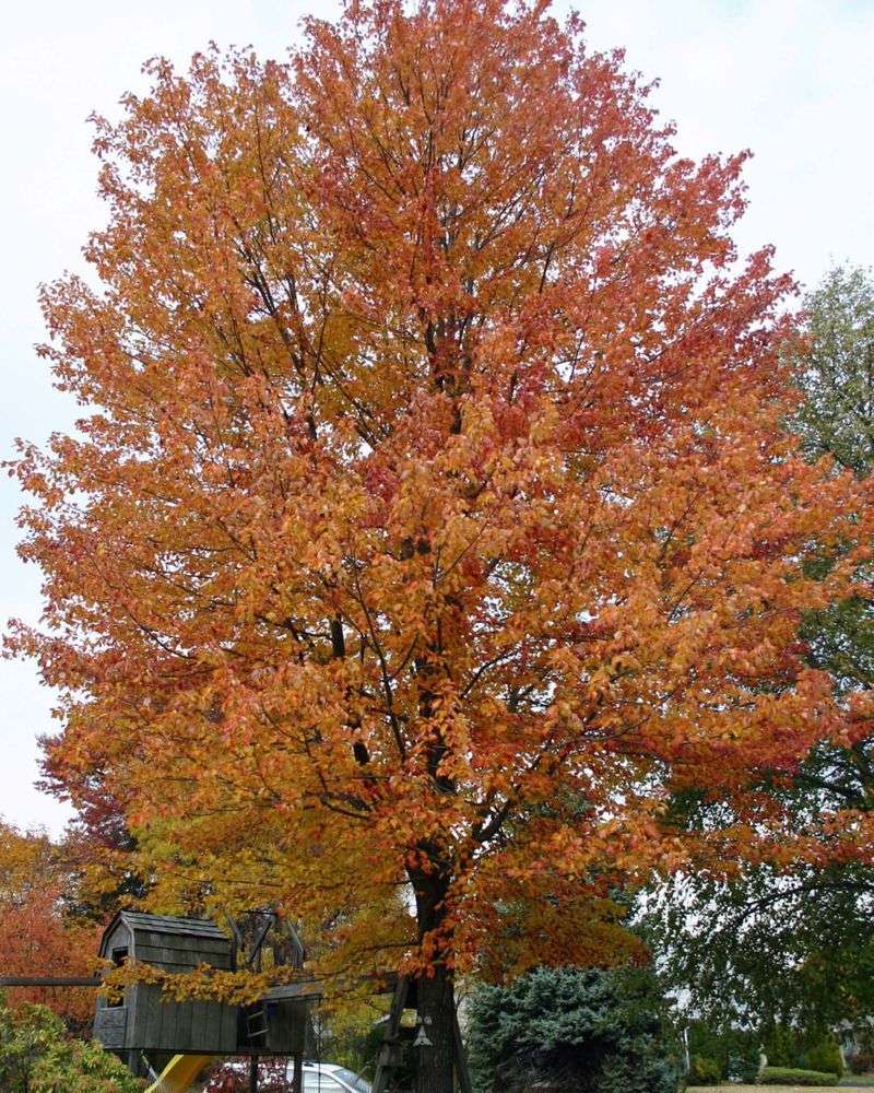 Red Maple