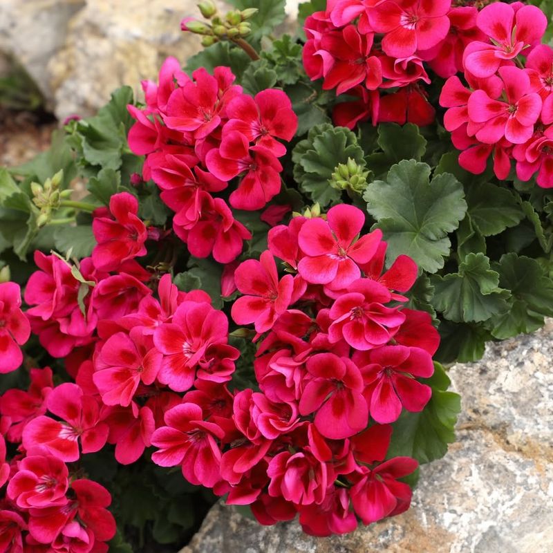 Geraniums