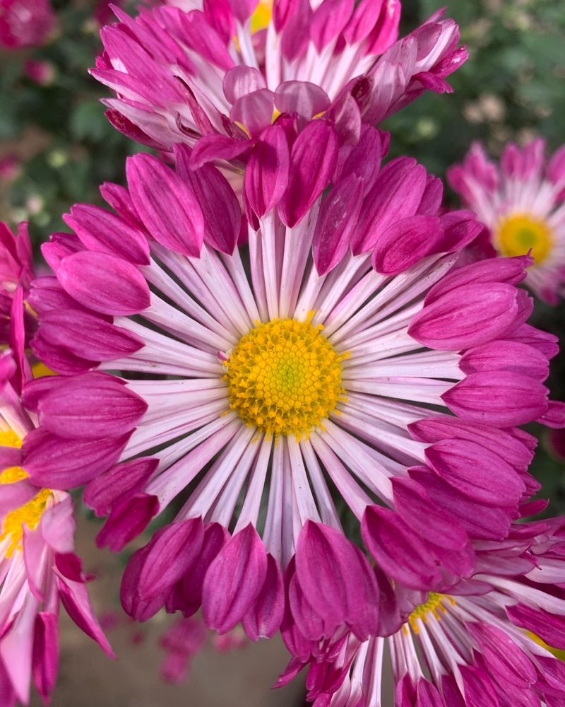 Chrysanthemums