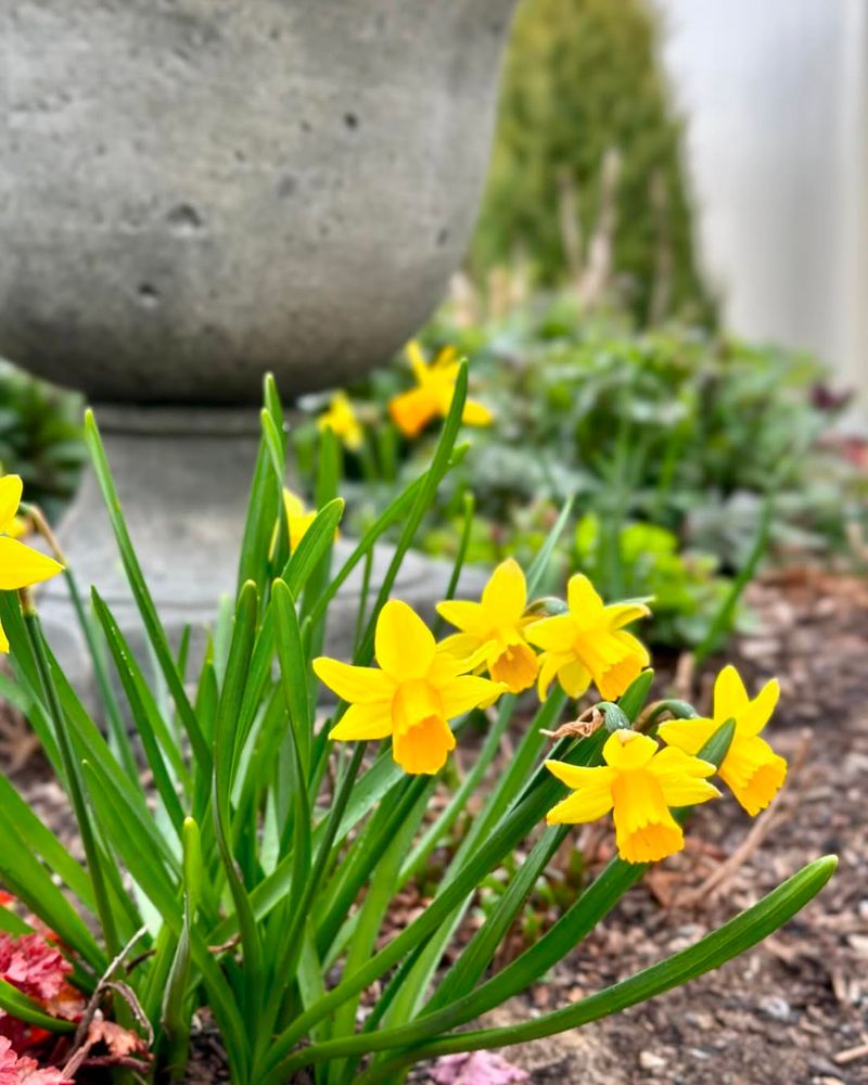 Daffodils