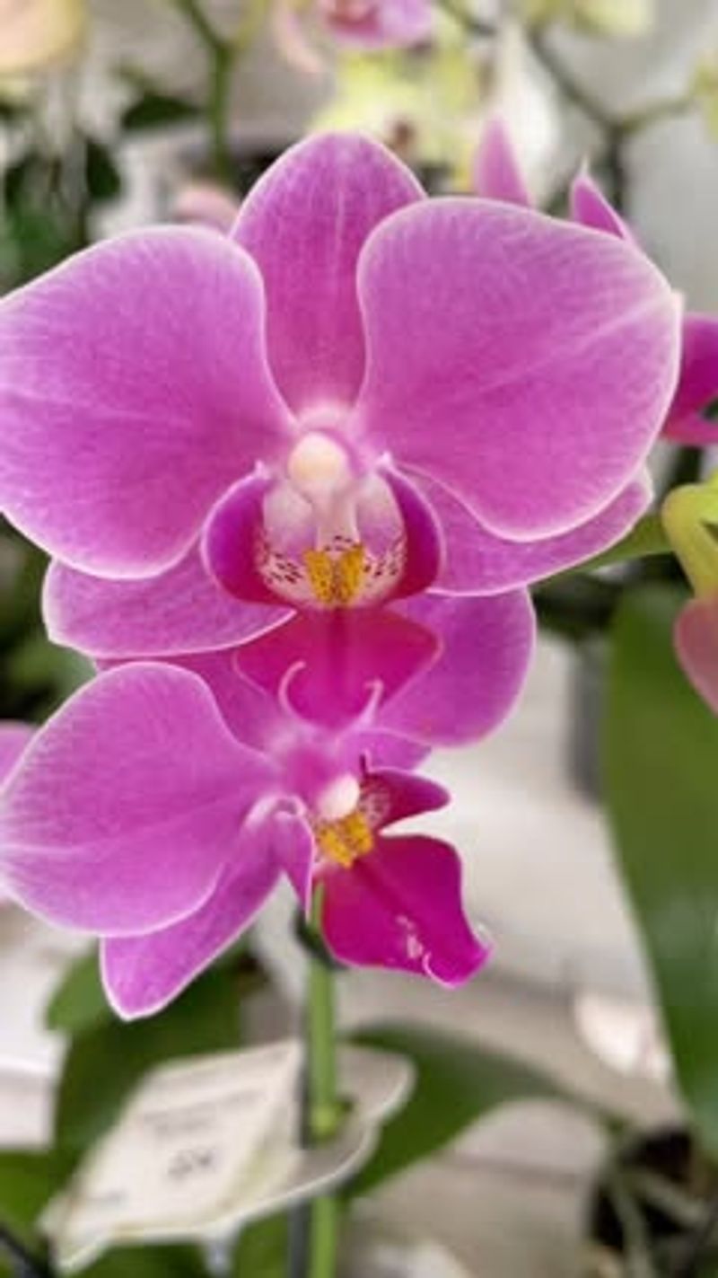 Phalaenopsis Orchids