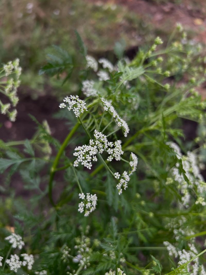 Thrives In Disturbed Soil