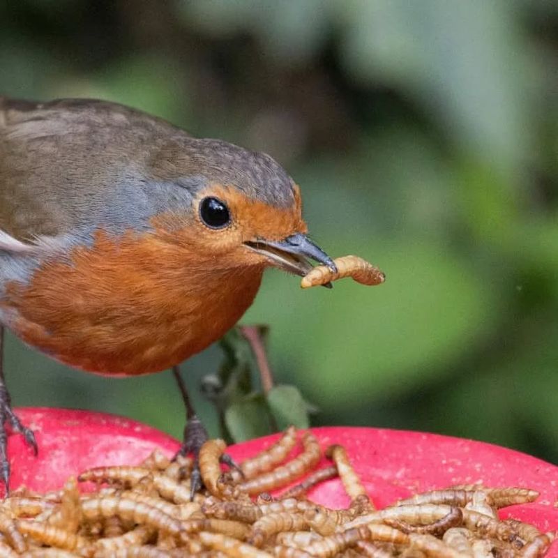 Mealworms For Insect-Eaters