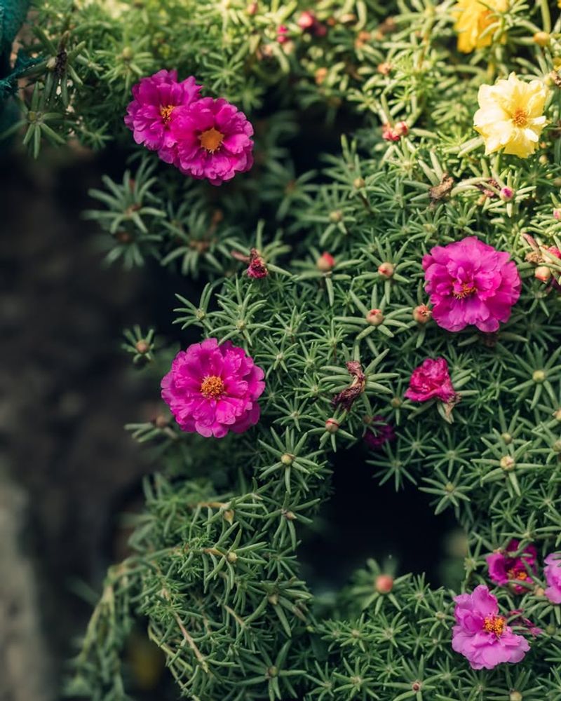 Portulaca: Succulent Jewels For The Hottest Spots