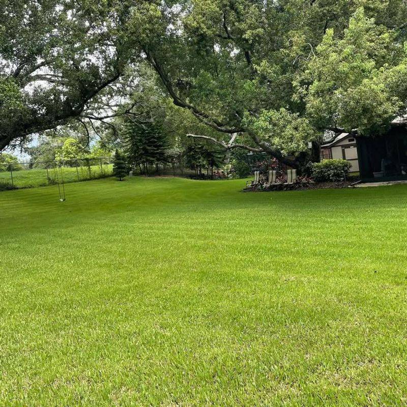 St. Augustine Grass (AVOID)