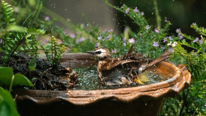 Birds Still Need Water During Mild Winters