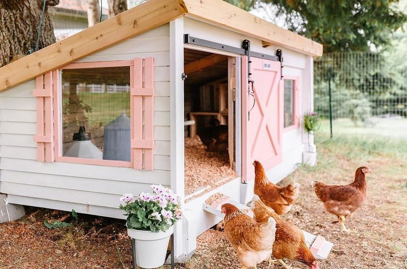 Backyard Chicken Coops