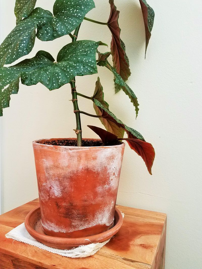 Soil-Rubbing Moves Gardeners Use For A Gentle, Timeworn Finish