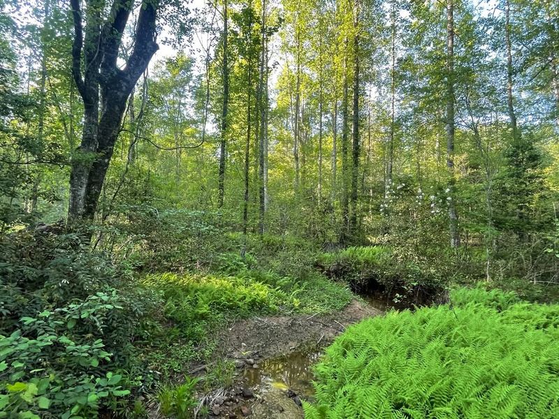 Trees In Conservation Easements