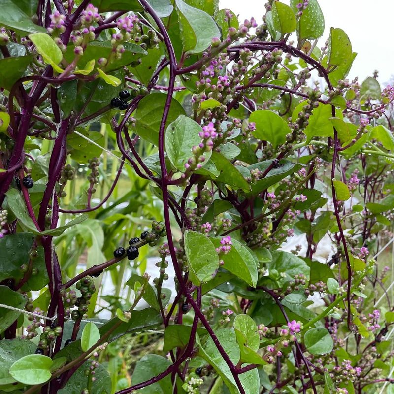 Malabar Spinach