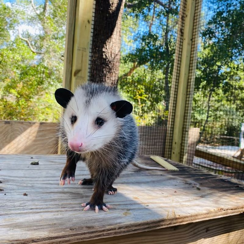 Never Corner Or Trap The Animal