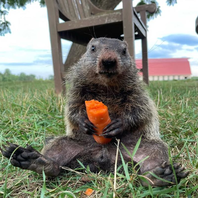 Remove Food Sources That Attract Them