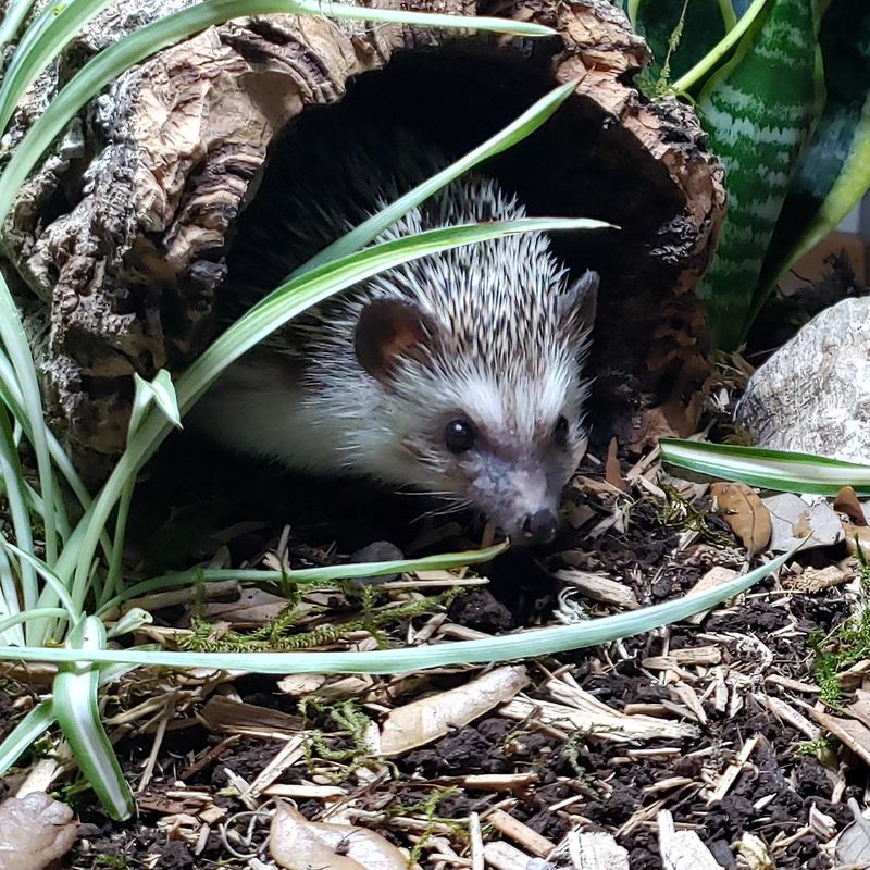 Remove Hazards From Your Yard