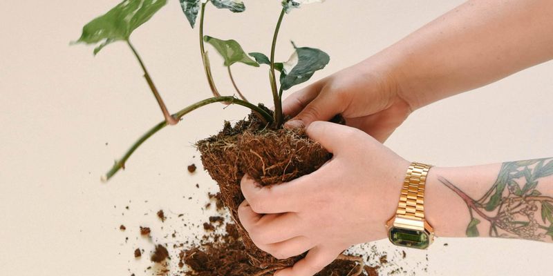Avoid Repotting Until Spring Arrives