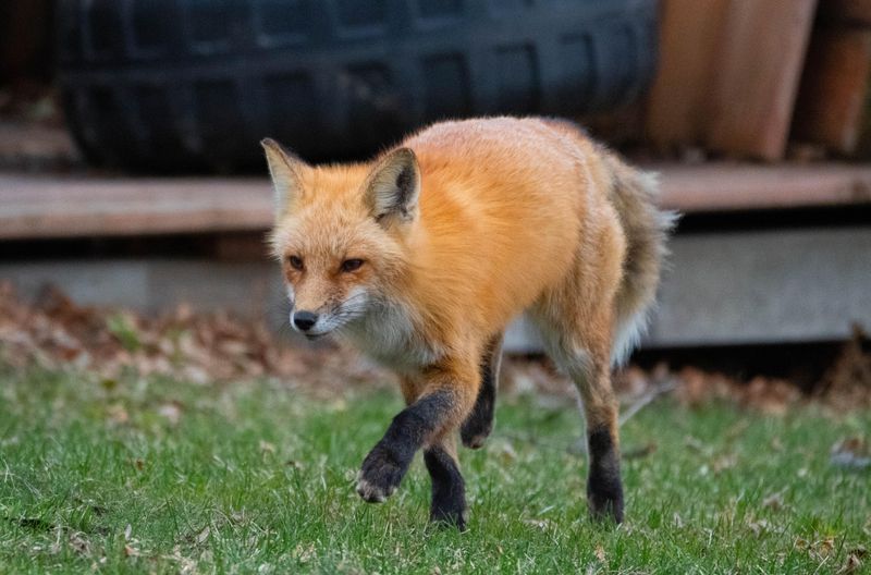 Make Noise To Encourage Departure