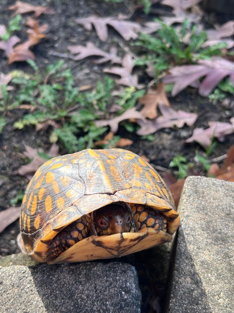 Provide Temporary Shelter And Water