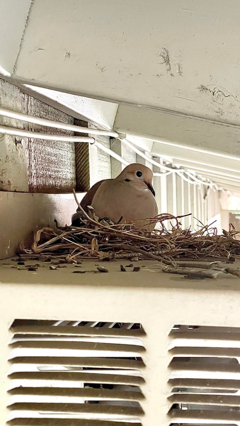 Identify The Bird Species For Proper Guidance