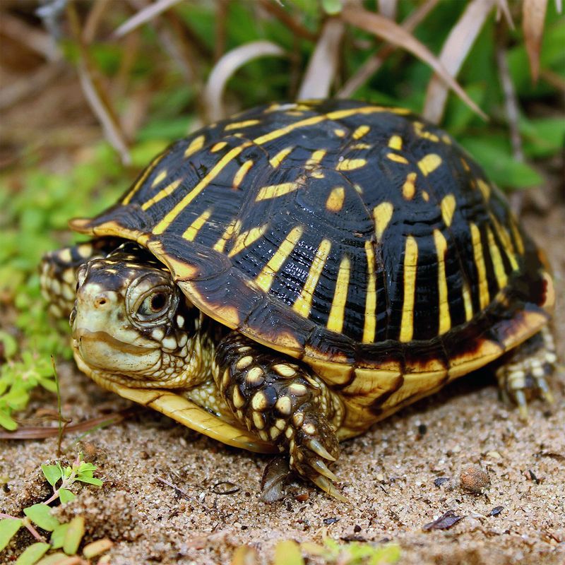 Keep Pets And Kids Away