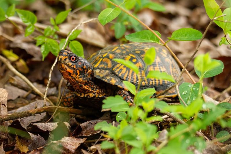 Never Relocate Box Turtles Far Away