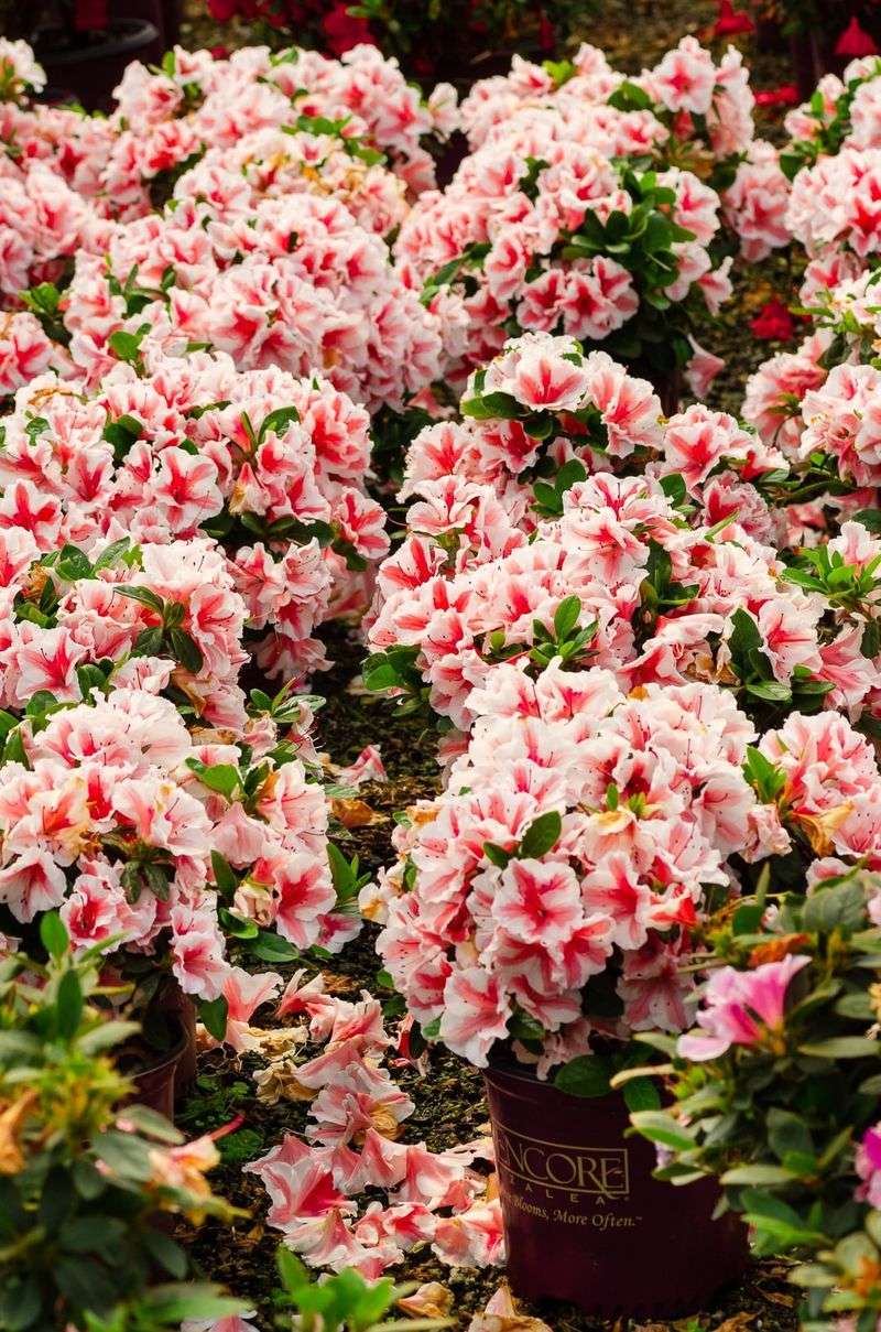 Monitor Weather And Cover During Hard Freezes