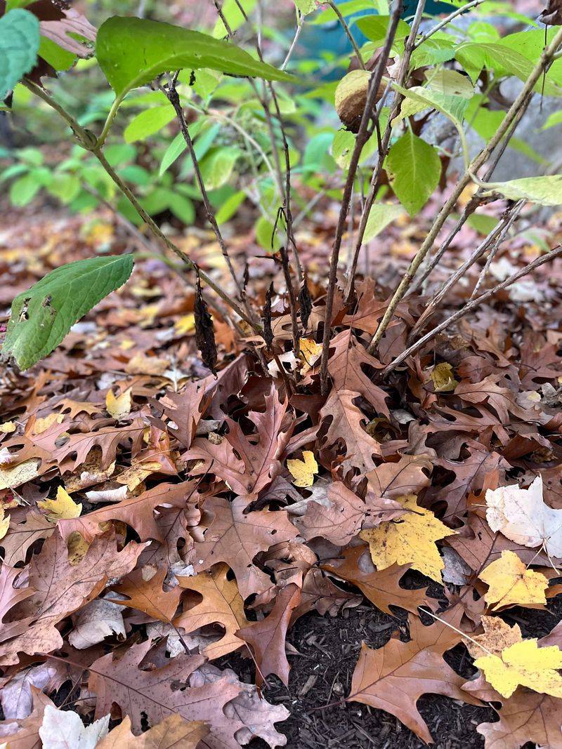 Remove Fallen Leaves That Could Harbor Disease