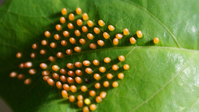 Examine Where Eggs Are Placed