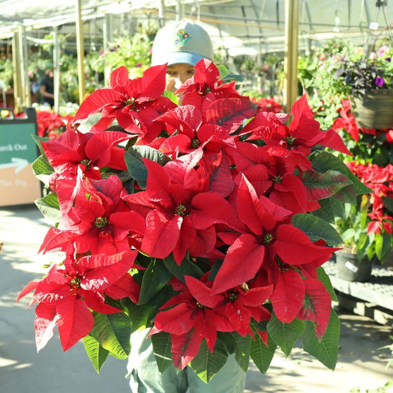 Look For Balanced Shape And Full Growth