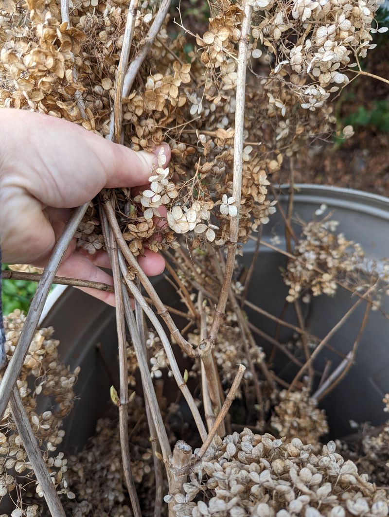 Prune Dead or Damaged Stems Carefully