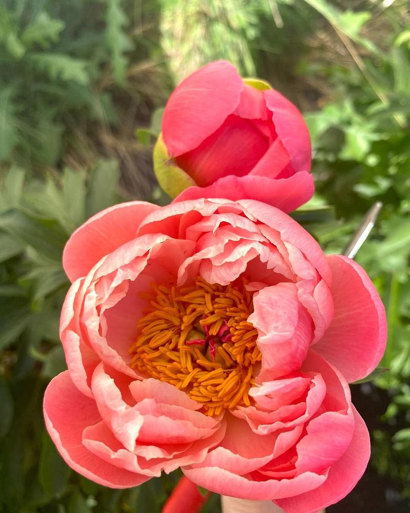 Protect from Afternoon Sun