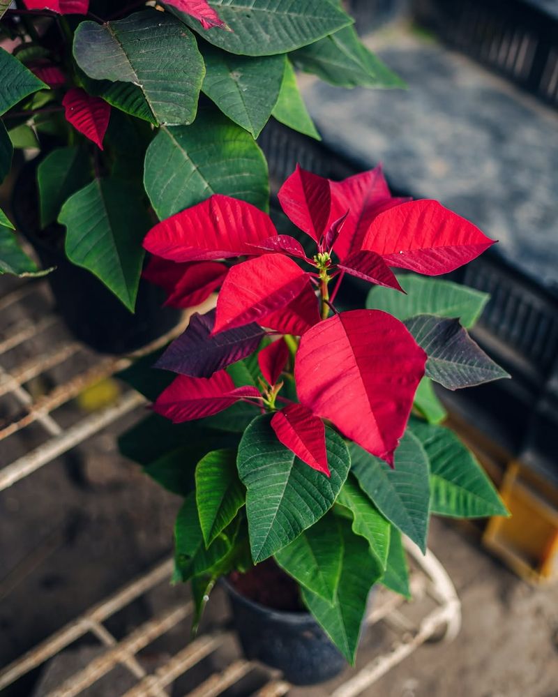 Deep Green Foliage Below The Bracts