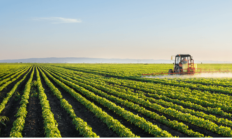 Reduced Crop Diversity Threatens Global Food Supply