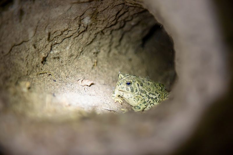 Shelter And Hiding Spots Available