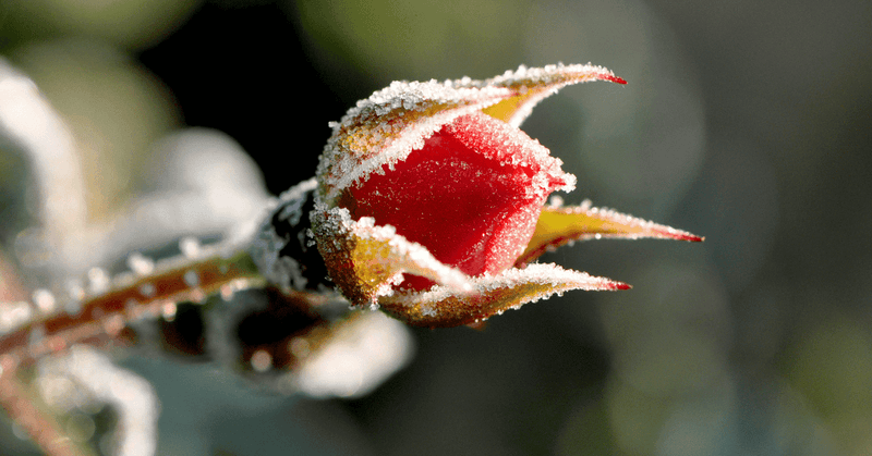 Late Frosts Pose A Serious Threat