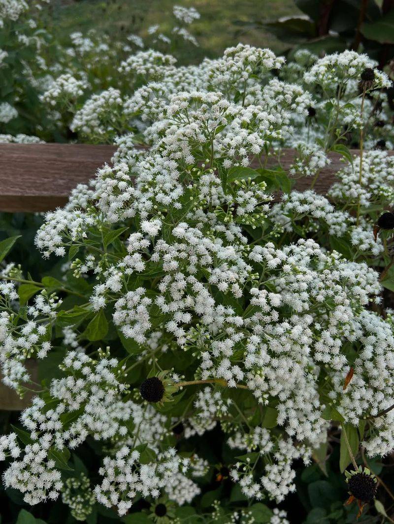 White Snakeroot