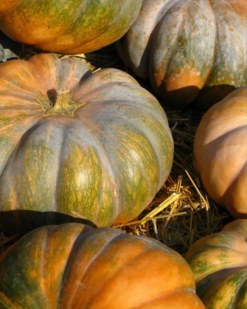 Calabaza Squash