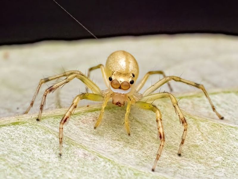 Yellow Sac Spider
