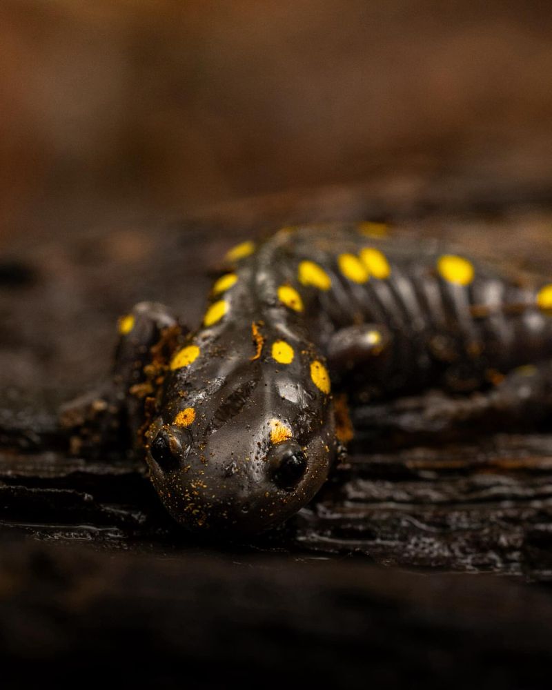 Spotted Salamander
