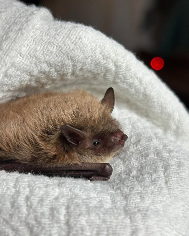 Little Brown Bat