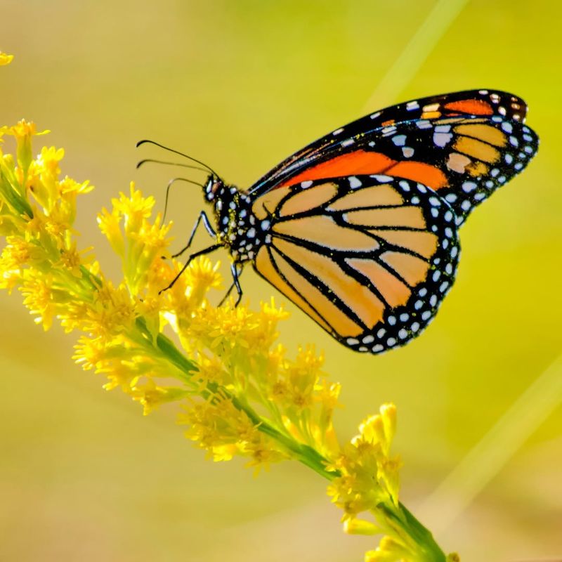 Monarch Butterfly