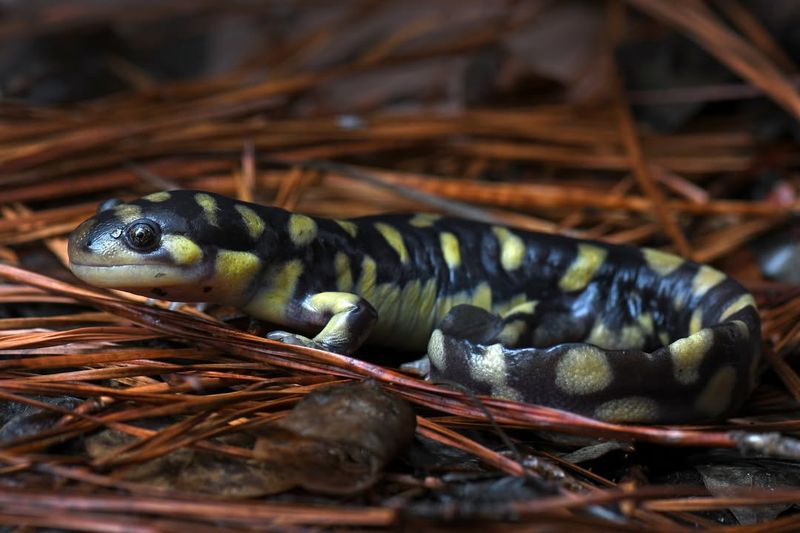 Tiger Salamander