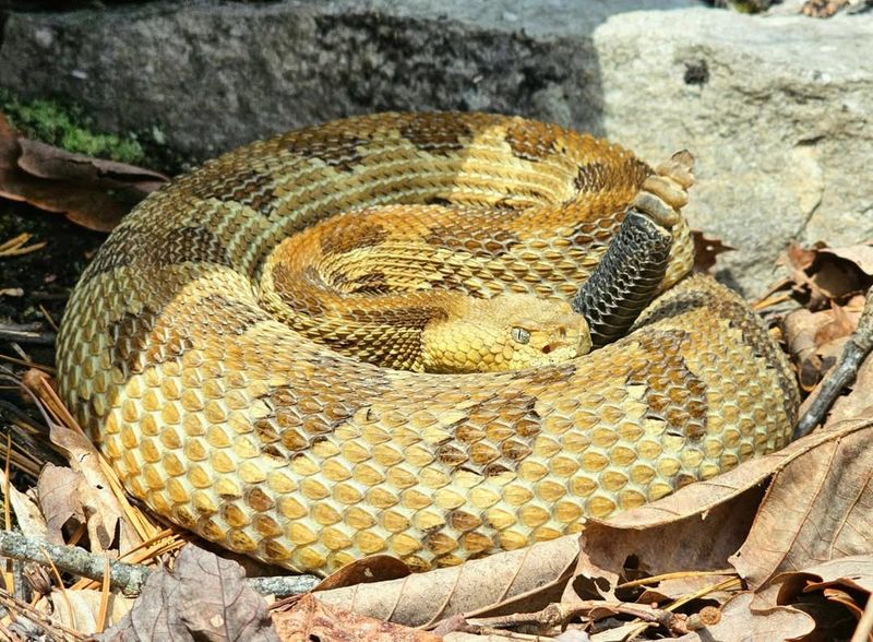 Timber Rattlesnakes