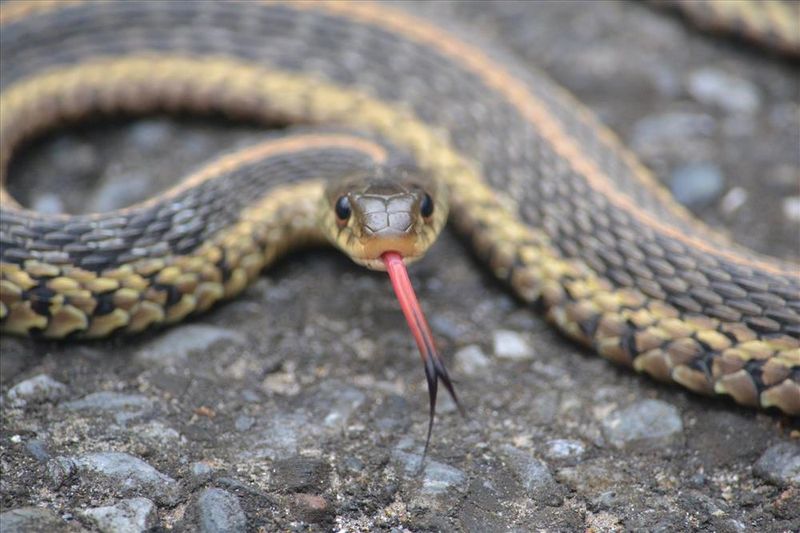 Garter Snakes Hibernating In Foundations