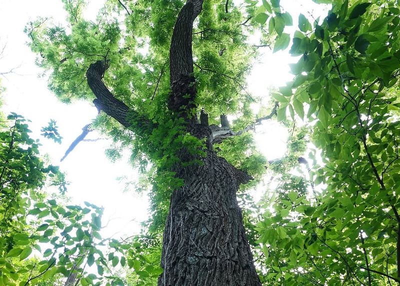 Black Walnut Tree