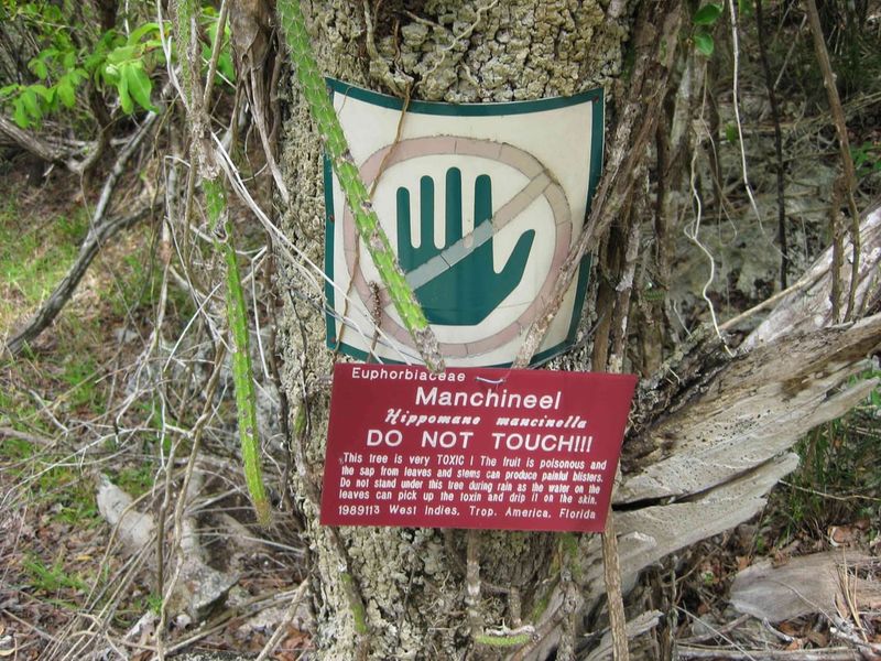 Manchineel (Caution for Travelers)