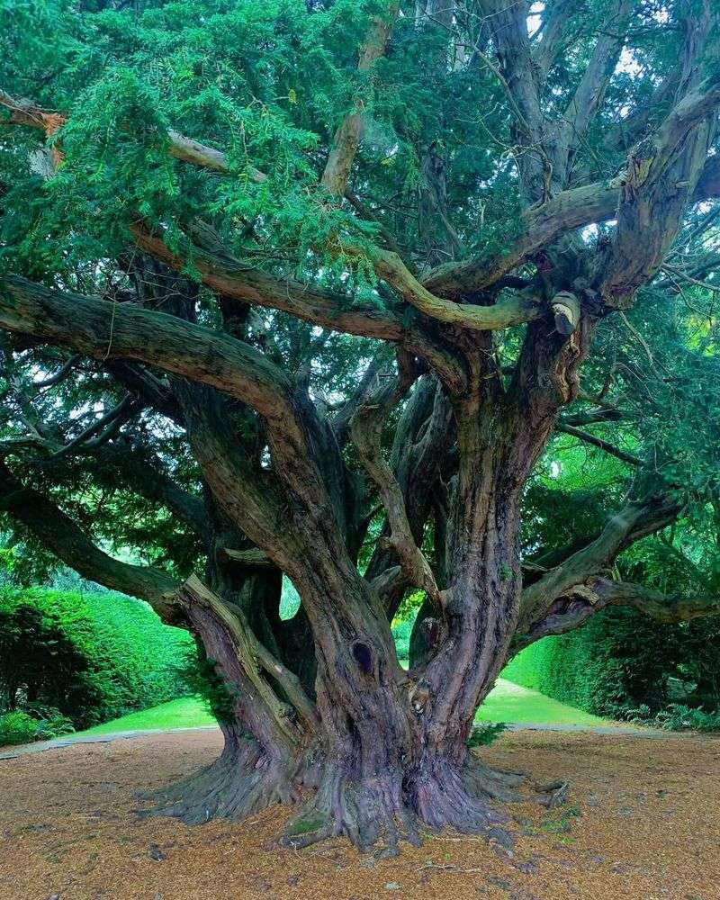 Yew Trees