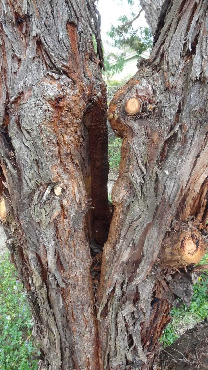Diseased Or Structurally Unsound Trees